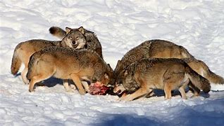 Image result for Wolf Barbeques