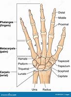 Image result for Hand Wrist Bones