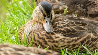 Image result for Gambar Hewan Bebek