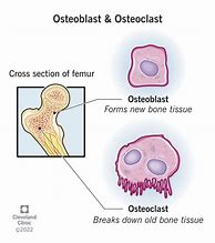 Image result for Open Diagram of Bone