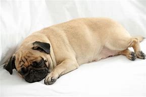 Image result for Baby Pugs Sleeping