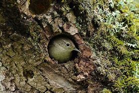 Image result for Bird Nest Mites