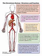 Image result for Circulatory System Diagram KS4