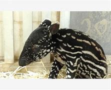 Image result for Malayan Tapir Calf