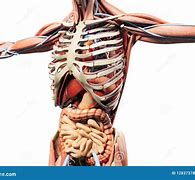 Image result for Image Showing Skeleton and Muscles