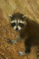 Image result for Baby Raccoon Dog