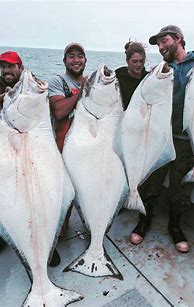 Image result for Biggest Halibut Fish