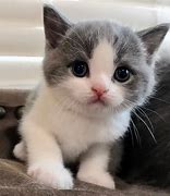 Image result for Cute Kitty Cat