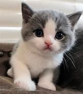 Image result for Cats Cute Kitty Please