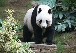 Image result for Grand Panda