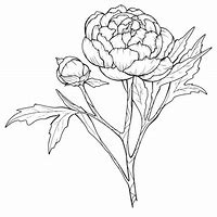 Image result for Peony Vector