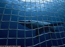 Image result for Shark Net