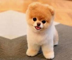 Image result for Fluffy Doggo