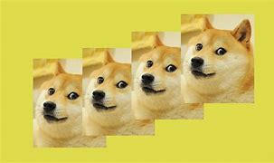 Image result for Flat Doge