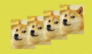 Image result for Renagade Doge