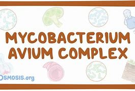 Image result for Mycobacterium Avium Infection