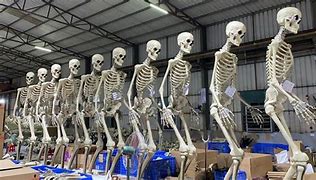 Image result for Giant Skeleton Brazil Museum