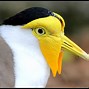 Image result for Masked Lapwing Baby