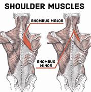 Image result for Shoulder Muscles Stretching