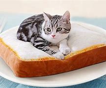 Image result for Bread Cat Bed