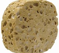 Image result for Tide Pool Sponge