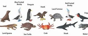 Image result for Safari LTD Galapagos Toob