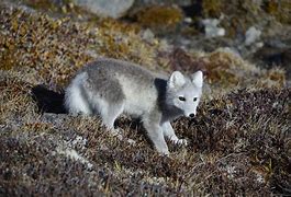 Image result for Tundra Biome Arctic Fox