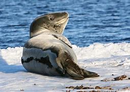 Image result for Leopard Seal Antarctica