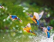 Image result for Kingfisher Wallpaper 4K