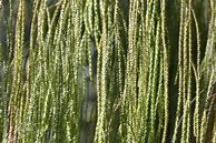 Image result for Rimu Tree Leaves