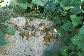 Image result for Sweet Potato Root Rot