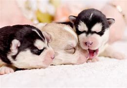 Image result for Siberian Husky Newborn Puppy