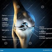 Image result for Knee Model Labeled