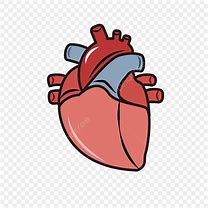 Image result for Realistic Heart Vector