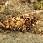 Image result for Domestic Brown Moth