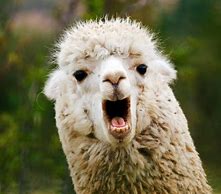 Image result for Llama Girl