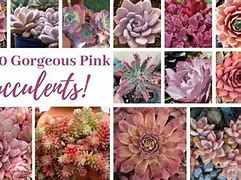 Image result for Rare Pink Succulent