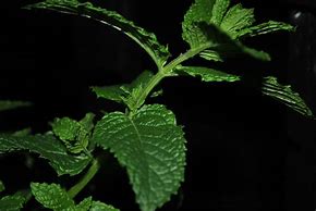 Image result for Mint Plant Leaves