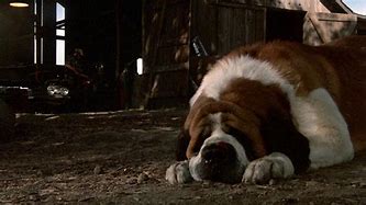 Image result for Cujo Dog Suit Pic