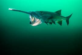 Image result for Pidlayan Fish