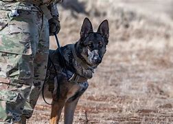 Image result for United States Air Force K9