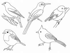 Image result for Black and White Water Birds