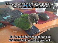 Image result for Bird Watch Meme