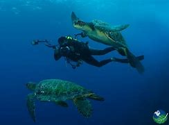 Image result for Isla De Coco Debajo Del Agua