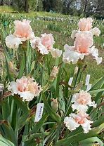 Image result for Bearded Iris by Name