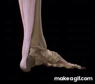 Image result for Tendu GIF