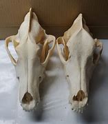 Image result for Wolf Skull vs Dog Skull