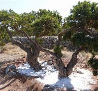 Image result for Mastic Plant