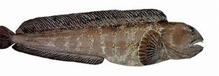 Image result for Atlantic Catfish