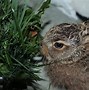 Image result for Leveret Baby Hare